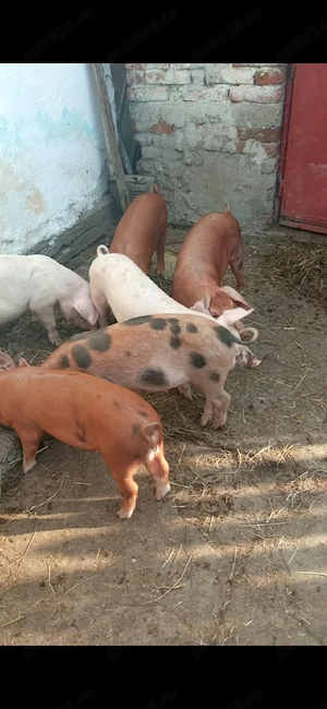 Purcei de vanzare