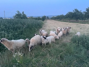 oii berbecuții si miele de vanzare