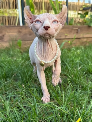 pui sphynx elf ,   sfinx  sociabili , iubitori  - imagine 2