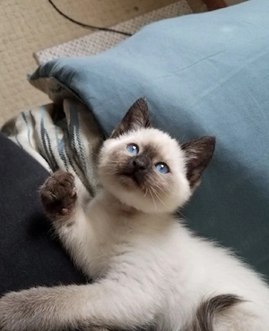 Ragdoll puiuți 