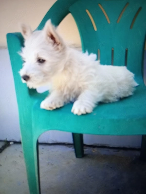 Westie pui westie terrier
