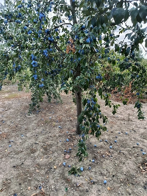 vând prune 1 leu kg
