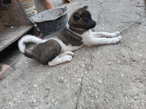 Căței Akita American  - imagine 4