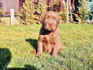 Labrador Retriever Ciocolatiu
