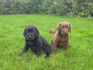 Labradori Retriveri multicolori - imagine 4