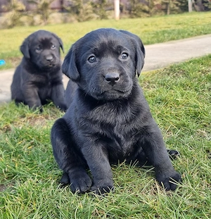Labradori Retriveri multicolori