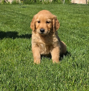 Golden Retrieveri cu cea mai prietenoasa personalitate ! - imagine 2