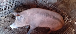 Vând porc duroc