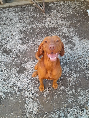 Vând vizsla maghiar(dau spre adopție la cineva care are grija de el)jud Mures