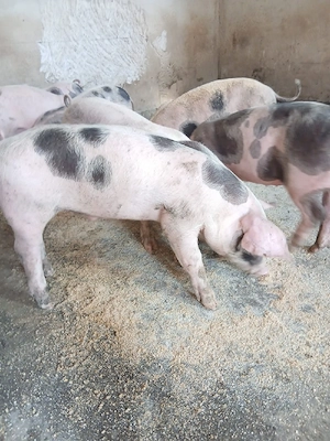 De vânzare 7 purcei de 8 săptămâni. 