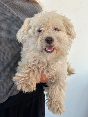 Catel bichon maltez - imagine 3