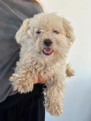 Catel bichon maltez