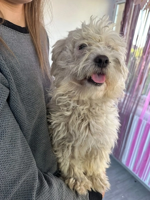 Catel bichon maltez - imagine 4