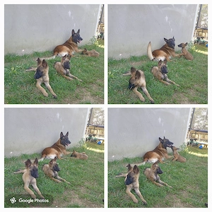 Ciobănesc Belgian Malinois