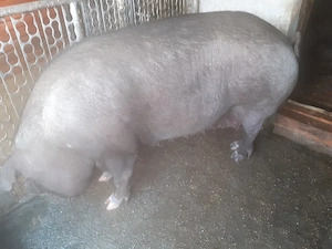 de vînzare .are 300. kg .rasă durok.12.lei.kg.
