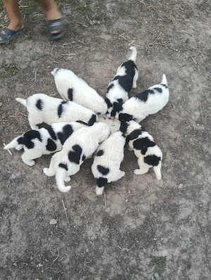 Câinii Ciobanesc de Bucovina 