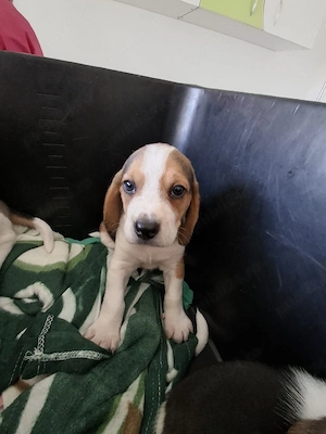 Cățelușa Beagle