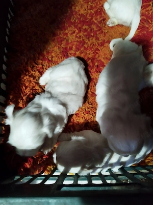 Vand patru catei bichon maltez