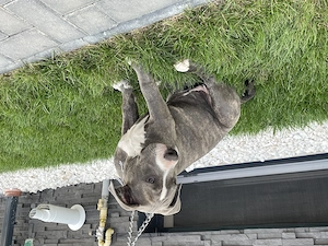 American Bully, femela 4 luni  - imagine 5