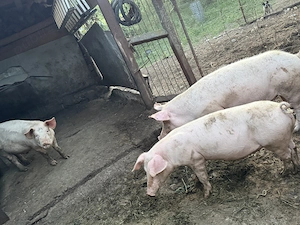 Porci de vânzare 50-60 kg - imagine 4