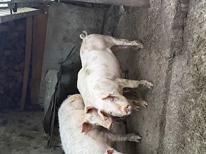 Porci de vânzare 50-60 kg - imagine 2