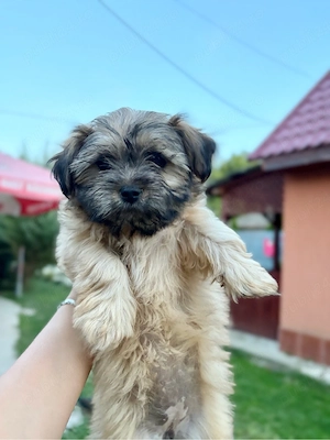 fetita bichon havanez - imagine 4