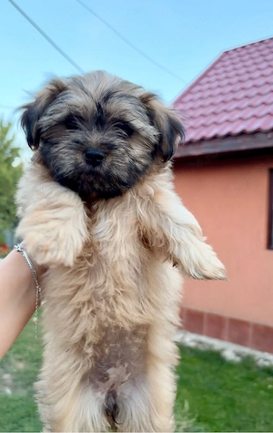fetita bichon havanez