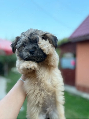 fetita bichon havanez - imagine 2
