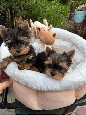 yorkshire terrier - imagine 5