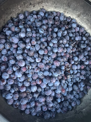 vand prune coapte de rachiu