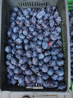 Vand prune consum