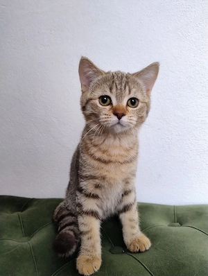 British shorthair tabby 