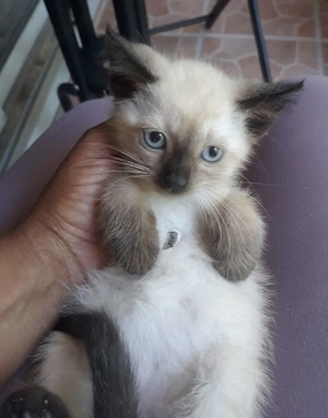 Ragdoll puiuți 