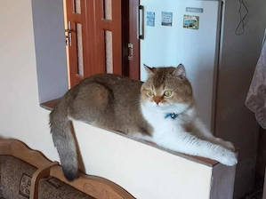 De vânzare pui de pisică british shorthair