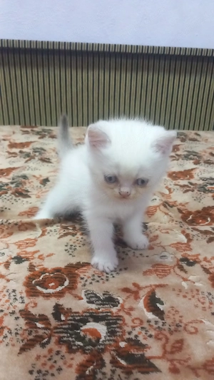 De vânzare pui de pisică british shorthair - imagine 4