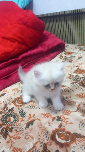 De vânzare pui de pisică british shorthair - imagine 3