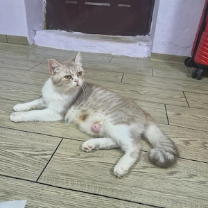 De vânzare pui de pisică british shorthair - imagine 2