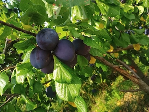 Prune de țuică  1,5 lei kg