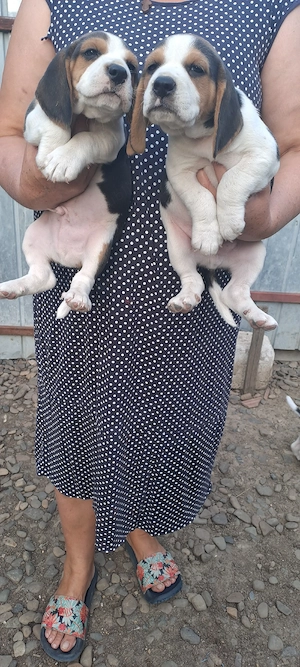 Cățeluși beagle