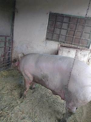 Vand porc de 270 kg  - imagine 2