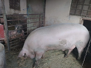 Vand porc de 270 kg  - imagine 3