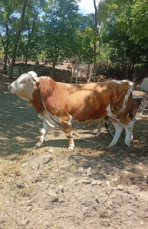 Vând 2 tauri și o vaca.