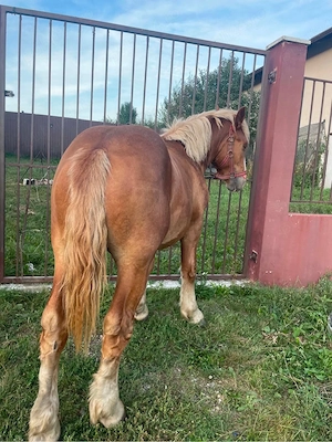 Manzi de vanzare 