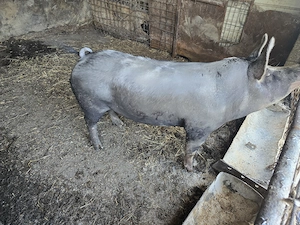 Vand porc rasa  Pietran de carne - 250 kg - imagine 3