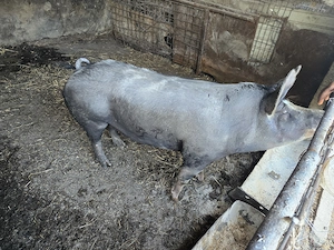 Vand porc rasa  Pietran de carne - 250 kg - imagine 4