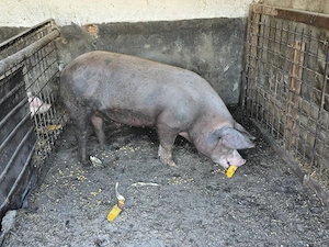 Se vinde porc 200- 230 kg natural din rasa Duroc