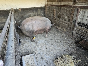 Se vinde porc 200- 230 kg natural din rasa Duroc - imagine 4