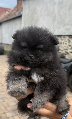 Vând pui Pomeranieni