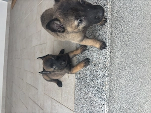 Belgian malinois - imagine 4