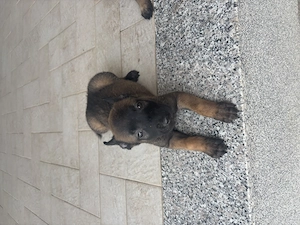 Belgian malinois - imagine 3